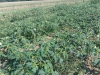 slika-3-bijeli-kunjak-datura-stramonium-na-strnitu